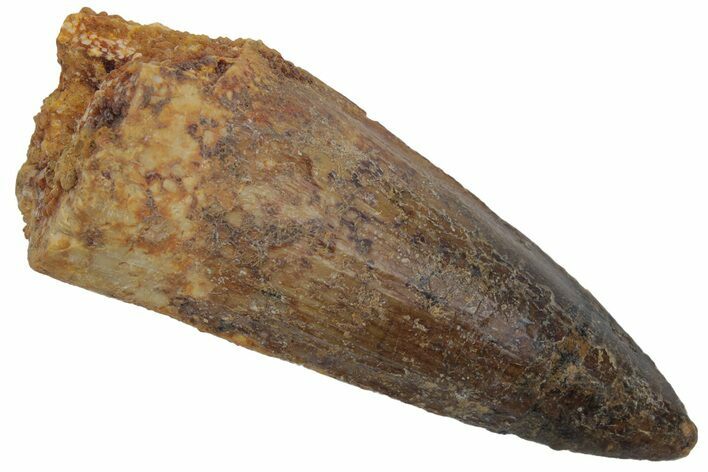 Fossil Spinosaurus Tooth - Real Dinosaur Tooth #220742